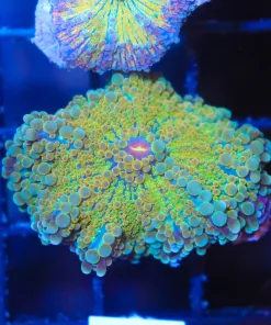 XL Colorful Ricordea Yuma