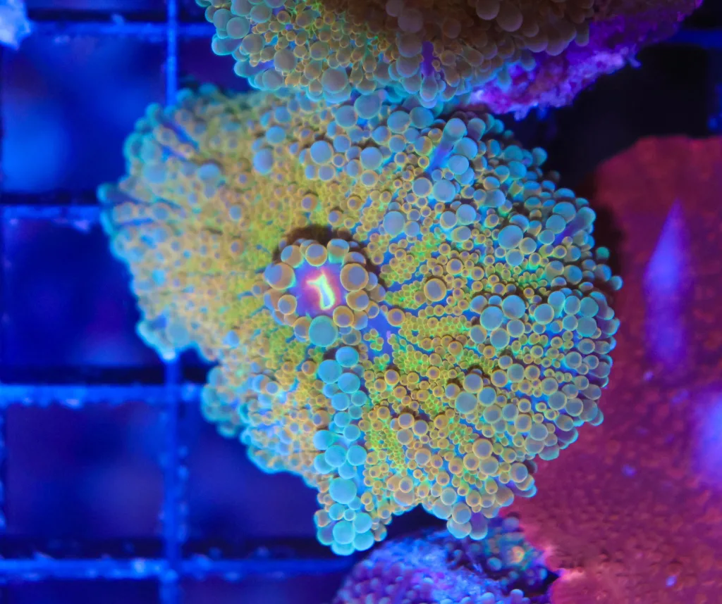 Frag Box Corals