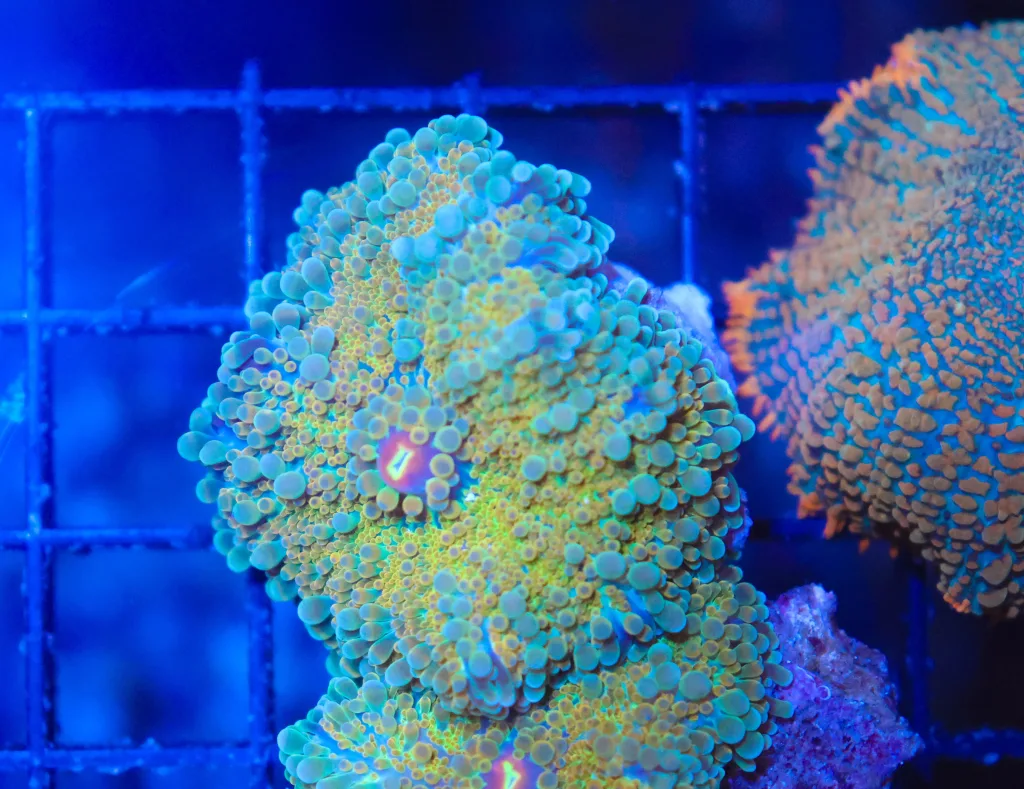 Frag Box Corals