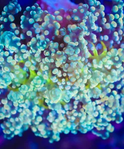 Wysiwyg Intense Octospawn Coral  (C16)