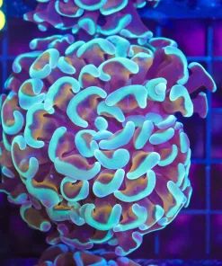 WYsiwyg Hammer Coral (C34)
