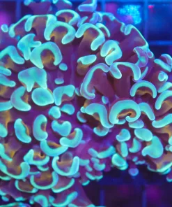 Wysiwyg Hammer Coral (C35)