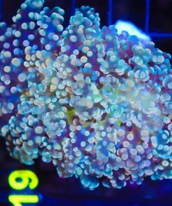 Wysiwyg Intense Octospawn Coral   (C18)