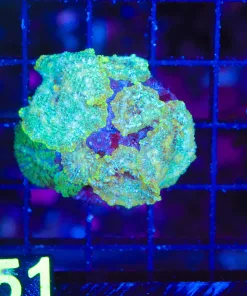 Wysiwyg Mushroom Colony (C151)