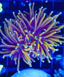 Wysiwyg Torch Coral Coral (C37)