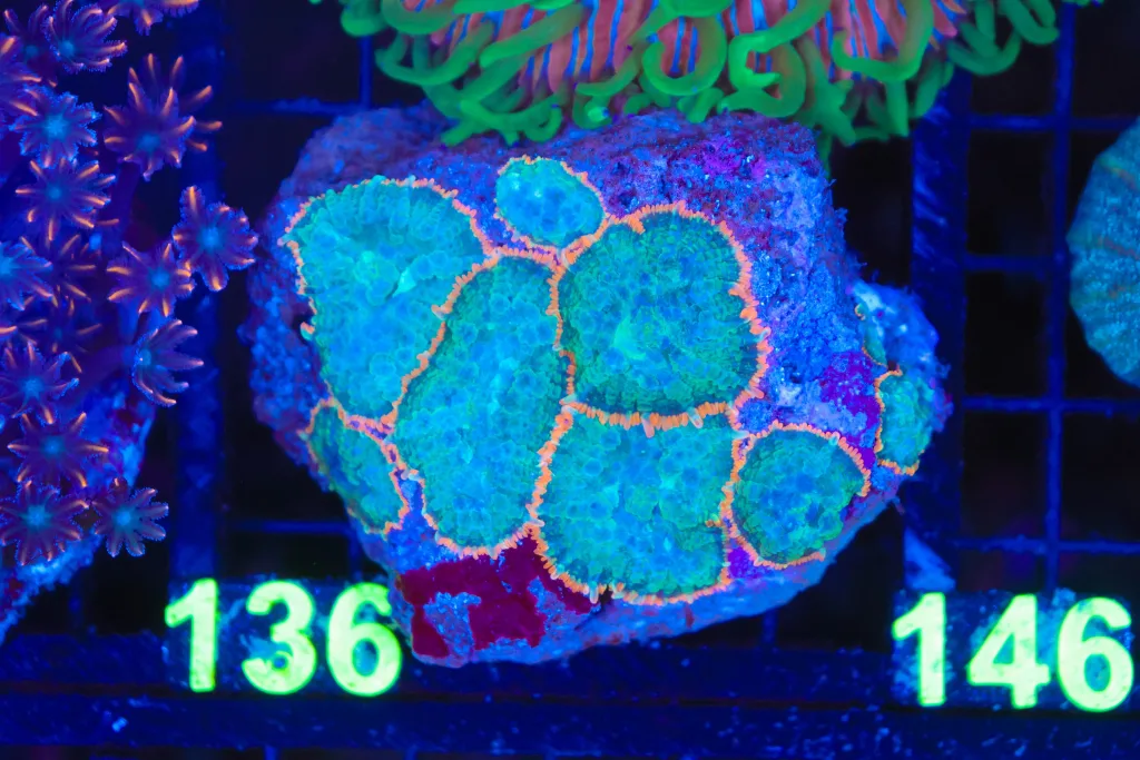 Frag Box Corals