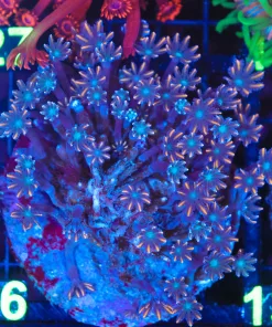 Wysiwyg Clove Polyp Colony (C126)