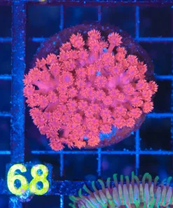 Wysiwyg Flowerpot Colony (C68)