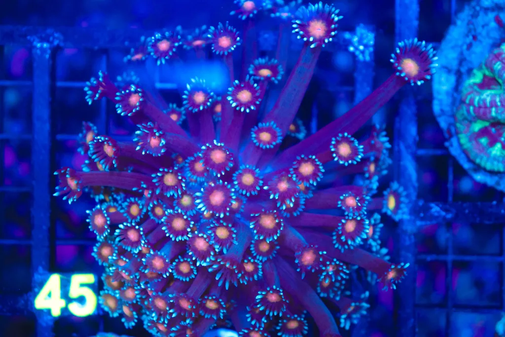 Frag Box Corals
