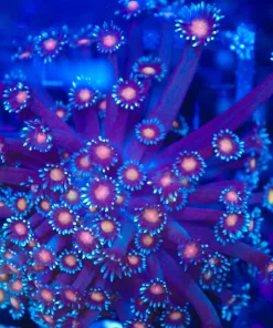 Wysiwyg Blue Cookie Monster Flowerpot Coral Colony (C45)
