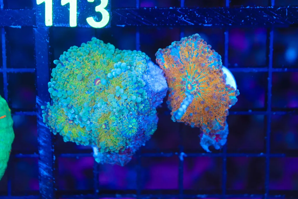 Frag Box Corals