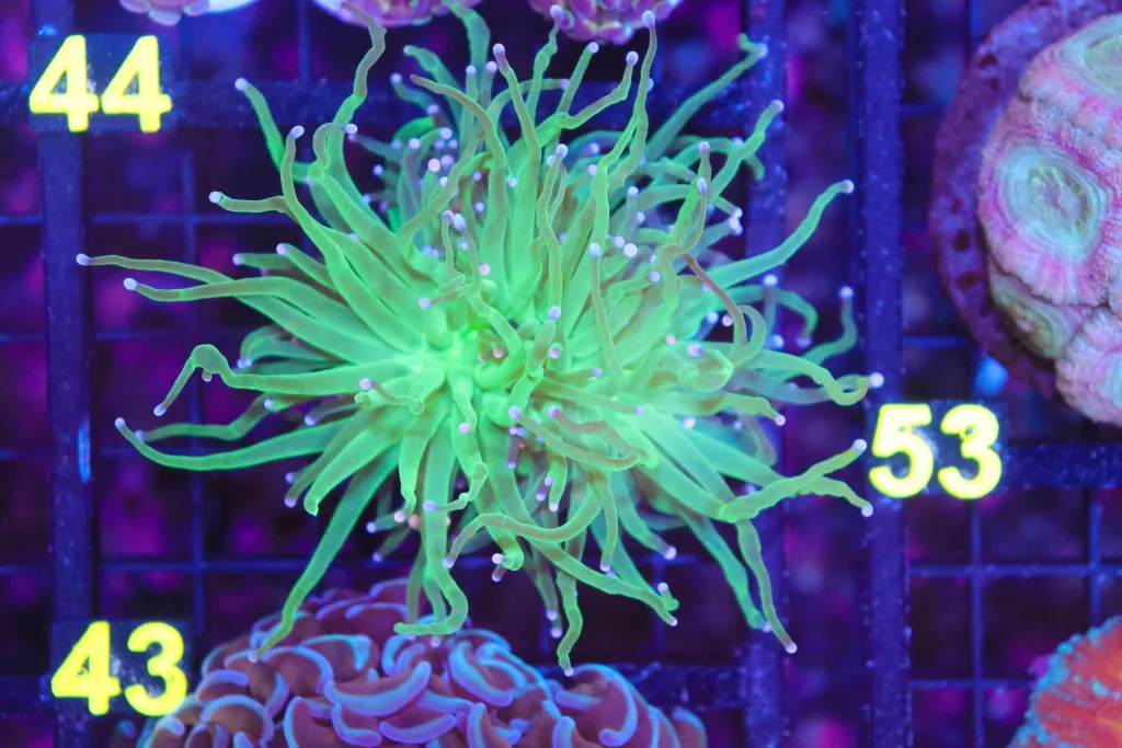 Frag Box Corals