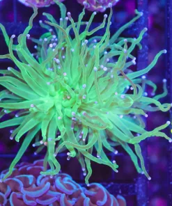 Wysiwyg Torch Coral (C43)