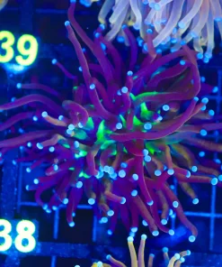 Wysiwyg Torch Coral  (C38)