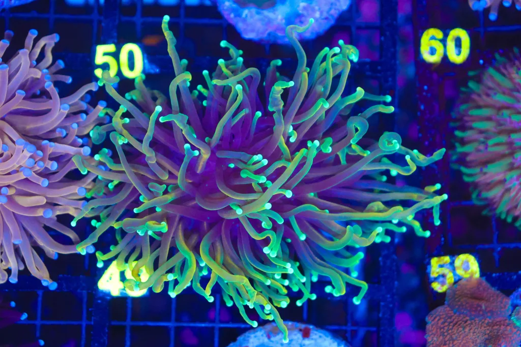 Frag Box Corals