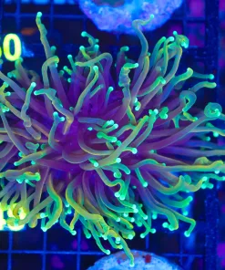 Wysiwyg Dragon Soul Torch Coral (C49)