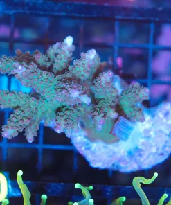 Wysiwyg Acropora Colony *PICK UP ONLY* SORRY no exceptions (C50)