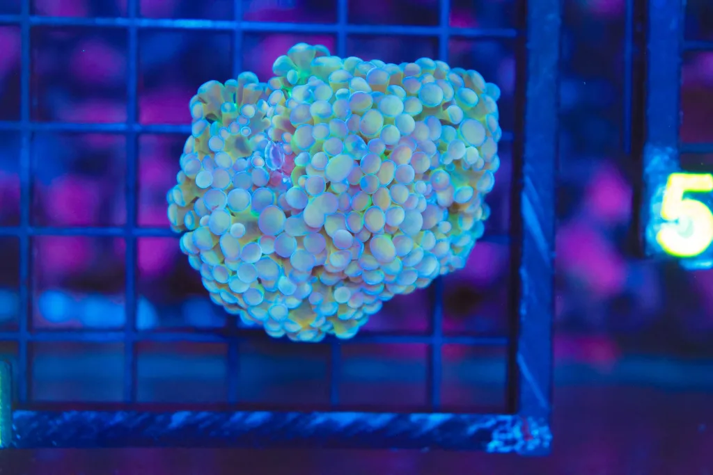 Frag Box Corals