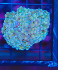Wysiwyg Multi-Coloured Hammer Coral (C41)