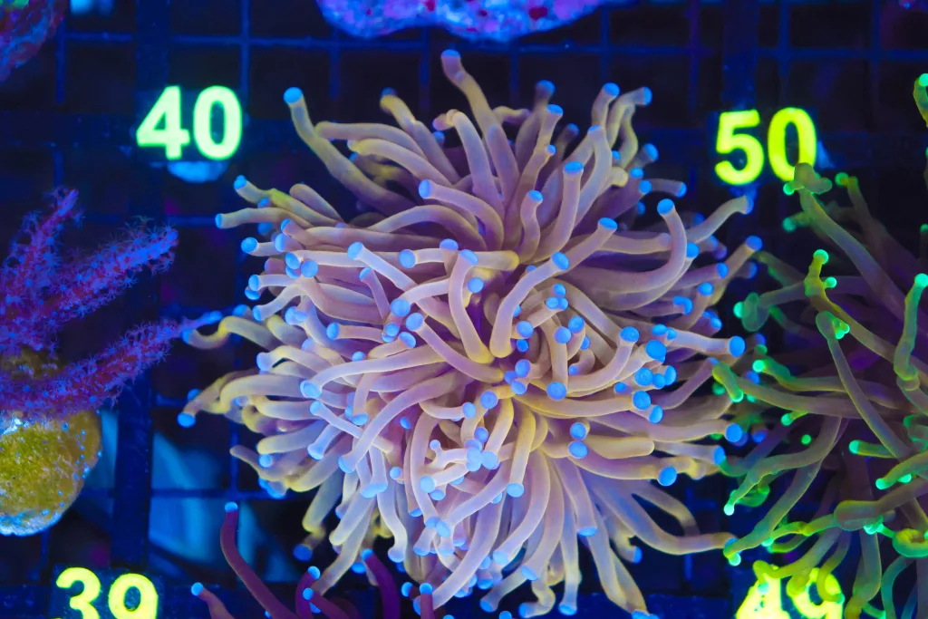 Frag Box Corals