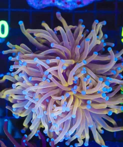 Wysiwyg Large Golden Torch Coral (C39)