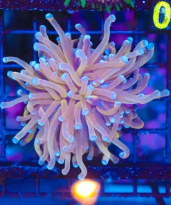 Wysiwyg Gold Torch Coral (C60)