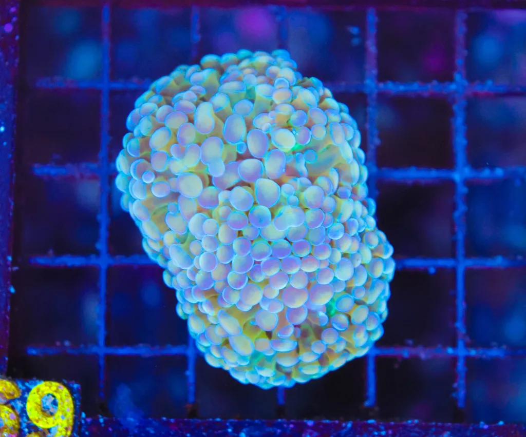 Frag Box Corals