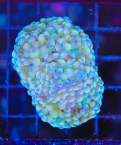 Wysiwyg Water Color Hammer Coral (C69)