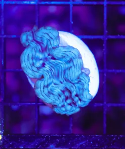 Wyswiyg Small Super Blue Squamosa Clam (C54)