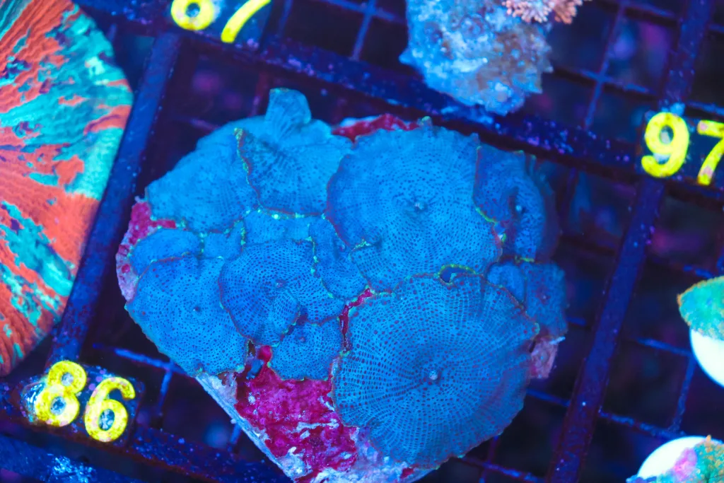 Frag Box Corals