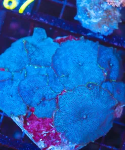 Wysiwyg Blue Mushroom Rock Coral Colony (C86)