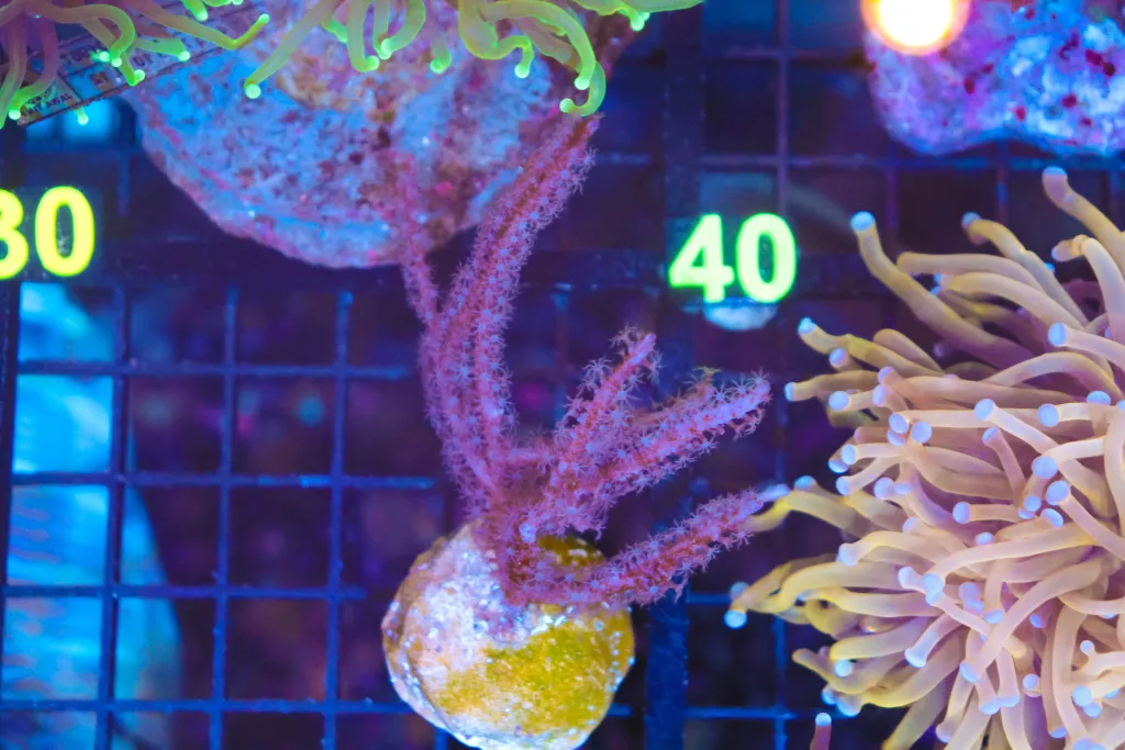 Frag Box Corals