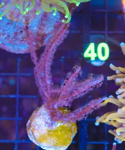 Wysiwyg  Large Purple Carribean Photosynethic Gorgonian (C29)