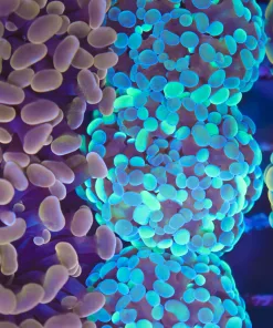 Two Tone Watercolor Hammer Coral (Row #82)