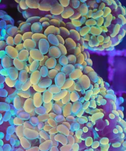 Golden Hammer Coral Frag (Row #83)