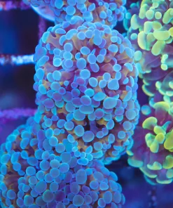 Touch of Gold hammer Frag (Row #84)