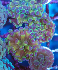 Willy Wonka Hammer Coral Frag (Row #84:B)