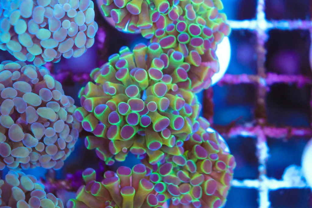 Frag Box Corals