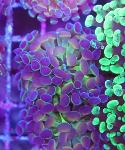 Hologram Hammer Frag (Row #87)