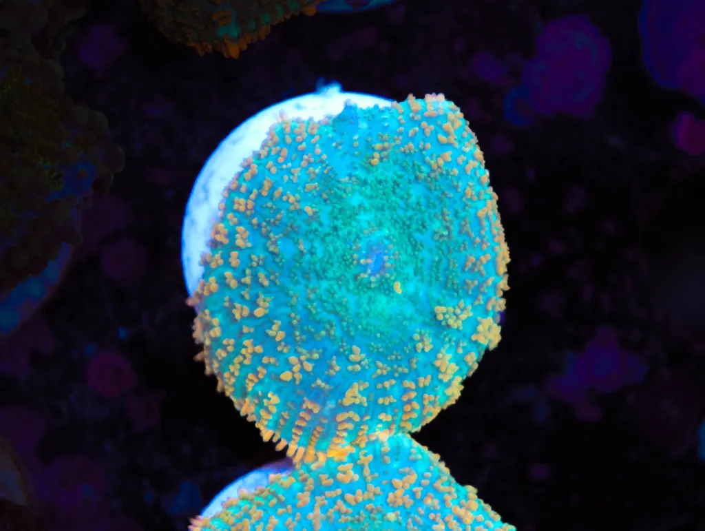 Frag Box Corals