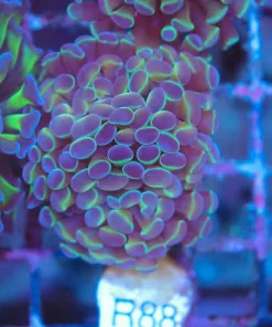 Acid Trip HammerCoral Frag (Row #88)