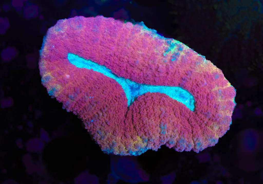 Frag Box Corals