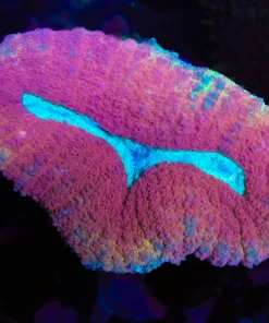 Red Lobo Coal Frag (Row #92:B)