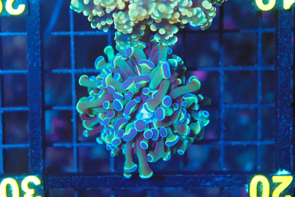 Frag Box Corals