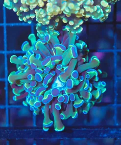 Wysiwyg Aussie Hammer  Coral Frag (C19) *free shipping $199 livestock minimum spend*