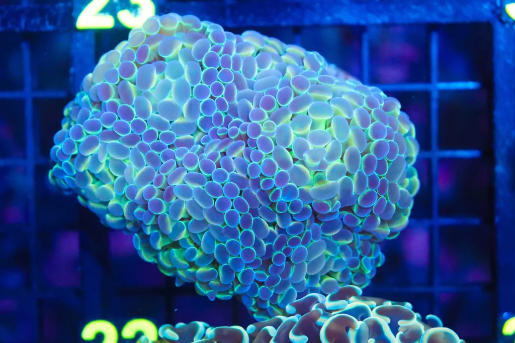 Frag Box Corals