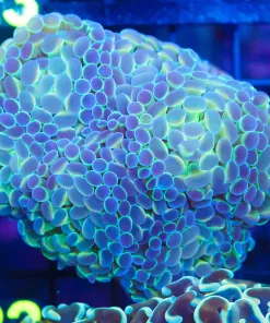 Wysiwyg Hammer Coral  Colony (C22)