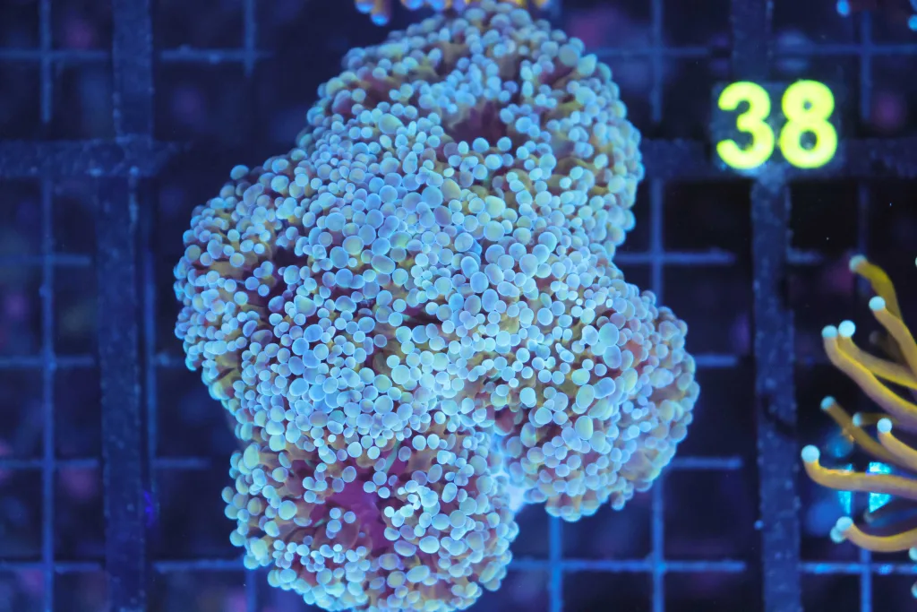 Frag Box Corals