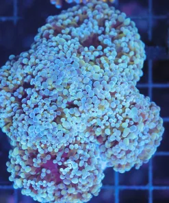 Wysiwyg Hammer Coral Colony (C27)