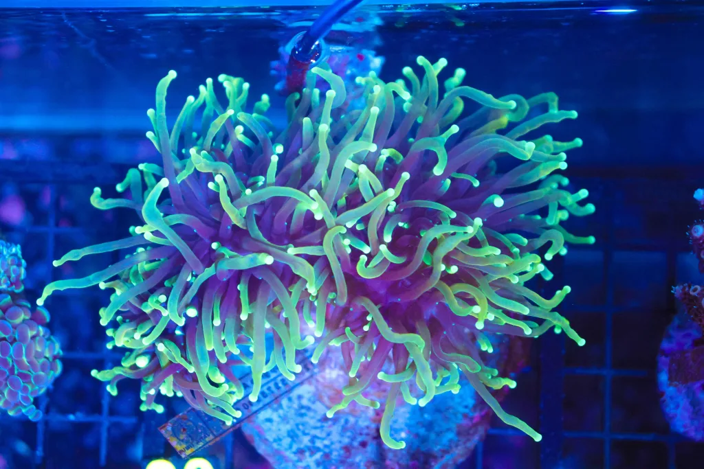 Frag Box Corals